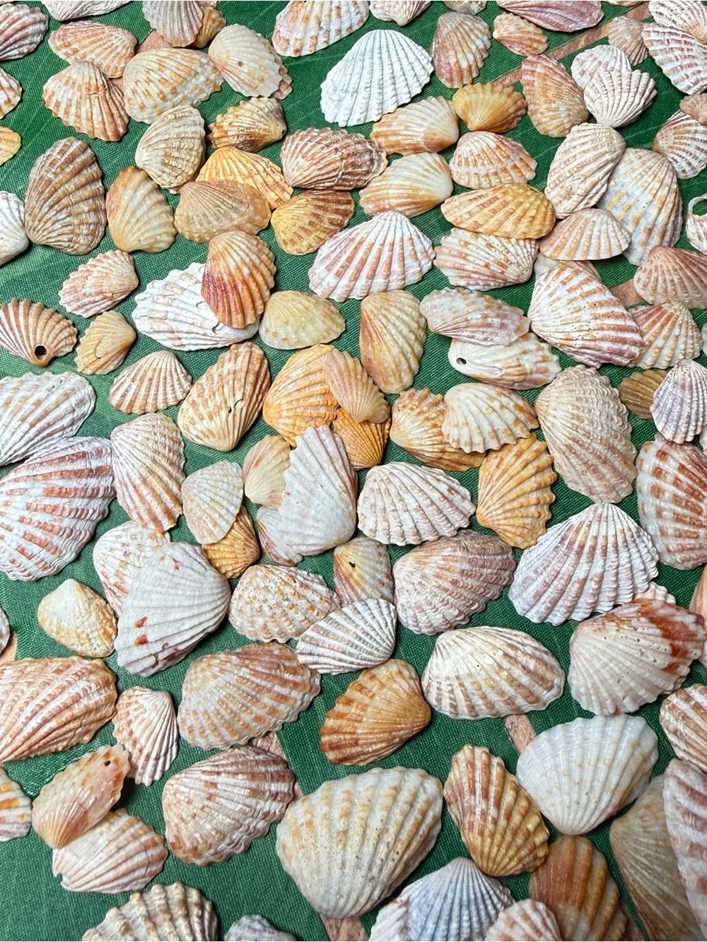 Creating On The Coast 50 mixed